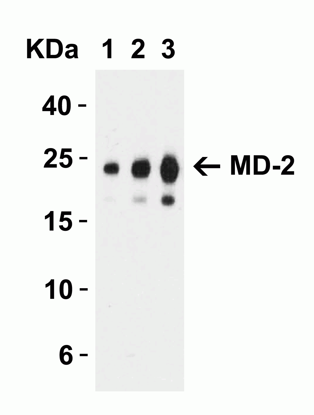 MD-2 Antibody