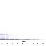 To detect mMDC by Western Blot analysis this antibody can be used at a concentration of 0.1 - 0.2 ug/ml. Used in conjunction with compatible secondary reagents the detection limit for recombinant mMDC is 1.5 - 3.0 ng/lane, under either reducing or non-reducing conditions.