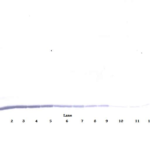 To detect hMDC by Western Blot analysis this antibody can be used at a concentration of 0.1- 0.2 ug/ml. Used in conjunction with compatible secondary reagents the detection limit for recombinant hMDC is 1.5-3.0 ng/lane, under either reducing or non-reducing conditions.