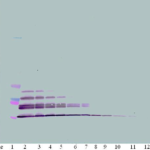 To detect mMDC by Western Blot analysis this antibody can be used at a concentration of 0.1 - 0.2 ug/ml. Used in conjunction with compatible secondary reagents the detection limit for recombinant mMDC is 1.5 - 3.0 ng/lane, under either reducing or non-reducing conditions.