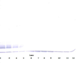 To detect hMDC by Western Blot analysis this antibody can be used at a concentration of 0.1 - 0.2 ug/ml. Used in conjunction with compatible secondary reagents the detection limit for recombinant hMDC is 1.5 - 3.0 ng/lane, under either reducing or non-reducing conditions.
