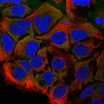 This antibody stained CACO-2 cells.  The primary antibody was incubated at 3.0 ug/ml overnight at 4°C followed by a fluorescent labeled secondary antibody.  Optimal concentrations and conditions may vary.  Information courtesy of the Cell Profiling group, SciLifeLab Stockholm.