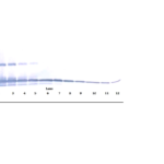 To detect hMEC by Western Blot analysis this antibody can be used at a concentration of 0.1 - 0.2 ug/ml. Used in conjunction with compatible secondary reagents the detection limit for recombinant hMEC is 1.5 - 3.0 ng/lane, under either reducing or non-reducing conditions.