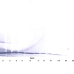 To detect hMEC by Western Blot analysis this antibody can be used at a concentration of 0.1 - 0.2 ug/ml. Used in conjunction with compatible secondary reagents the detection limit for recombinant hMEC is 1.5 - 3.0 ng/lane, under either reducing or non-reducing conditions.