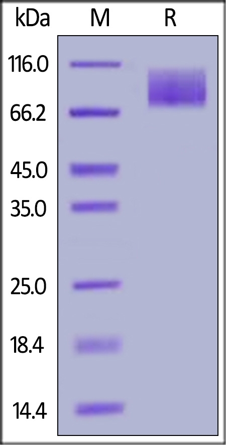 MERTK / Mer Recombinant Protein