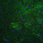 Immunofluorescence of MFN2 in mouse brain tissue with MFN2 antibody at 20 μg/mL. <br><br>Green: MFN2 antibody (7863) <br> Red: Phylloidin staining<br> Blue: DAPI staining