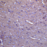 Immunohistochemistry of MFN2 in mouse brain tissue with MFN2 antibody at 5 μg/mL.