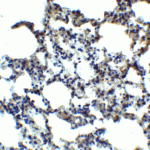 Immunohistochemistry of MFSD2A in mouse lung tissue with MFSD2A antibody at 2.5 μg/ml.