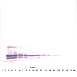 To detect hMIA-2 by Western Blot analysis this antibody can be used at a concentration of 0.1 - 0.2 ug/ml. Used in conjunction with compatible secondary reagents the detection limit for recombinant hMIA-2 is 1.5 - 3.0 ng/lane, under either reducing or non-reducing conditions.