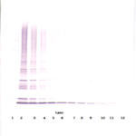To detect hMIA-2 by Western Blot analysis this antibody can be used at a concentration of 0.1 - 0.2 ug/ml. Used in conjunction with compatible secondary reagents the detection limit for recombinant hMIA-2 is 1.5 - 3.0 ng/lane, under either reducing or non-reducing conditions.