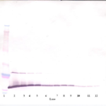 To detect hMIA by Western Blot analysis this antibody can be used at a concentration of 0.1 - 0.2 ug/ml. Used in conjunction with compatible secondary reagents the detection limit for recombinant hMIA is 1.5 - 3.0 ng/lane, under either reducing or non-reducing conditions.
