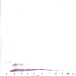 To detect Murine MIP-1-beta by Western Blot analysis this antibody can be used at a concentration of 0.1 - 0.2 ug/ml. Used in conjunction with compatible secondary reagents the detection limit for recombinant Murine MIP-1-beta is 1.5 - 3.0 ng/lane, under either reducing or non-reducing conditions.