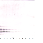 To detect Human MIP-1-beta by Western Blot analysis this antibody can be used at a concentration of 0.1-0.2 ug/ml. When used in conjunction with compatible secondary reagents, the detection limit for recombinant Human MIP-1-beta is 1.5-3.0 ng/lane, under either reducing or non-reducing conditions.