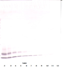 To detect Human MIP-1-beta by Western Blot analysis this antibody can be used at a concentration of 0.1 - 0.2 ug/ml. When used in conjunction with compatible secondary reagents, the detection limit for recombinant Human MIP-1-beta is 1.5 - 3.0 ng/lane, under either reducing or non-reducing conditions.