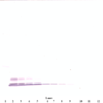 To detect Human MIP-1-alpha by Western Blot analysis this antibody can be used at a concentration of 0.1 - 0.2 ug/ml. When used in conjunction with compatible secondary reagents the detection limit for recombinant Human MIP-1-alpha is 1.5 - 3.0 ng/lane, under either reducing or non-reducing conditions.