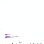 To detect Human MIP-1-alpha by Western Blot analysis this antibody can be used at a concentration of 0.1 - 0.2 ug/ml. When used in conjunction with compatible secondary reagents, the detection limit for recombinant Human MIP-1-alpha is 1.5 - 3.0 ng/lane, under either reducing or non-reducing conditions.