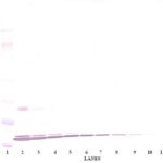 To detect Human MIP-1-alpha by Western Blot analysis this antibody can be used at a concentration of 0.1-0.2 ug/ml. When used in conjunction with compatible secondary reagents, the detection limit for recombinant Human MIP-1-alpha is 1.5-3.0 ng/lane, under either reducing or non-reducing conditions.