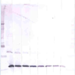 To detect Murine MIP-1-alpha by Western Blot analysis this antibody can be used at a concentration of 0.1-0.2 ug/ml. Used in conjunction with compatible secondary reagents the detection limit for recombinant Murine MIP-1-alpha is 1.5-3.0 ng/lane, under either reducing or non-reducing conditions.