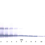 To detect Murine MIP-1-gamma by Western Blot analysis this antibody can be used at a concentration of 0.1-0.2 ug/ml. When used in conjunction with compatible secondary reagents, the detection limit for recombinant Murine MIP-1-gamma is 1.5-3.0 ng/lane, under either reducing or non-reducing conditions.
