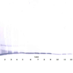 To detect Murine MIP-1-gamma by Western Blot analysis this antibody can be used at a concentration of 0.1-0.2 ug/ml. When used in conjunction with compatible secondary reagents, the detection limit for recombinant Murine MIP-1-gamma is 1.5-3.0 ng/lane, under either reducing or non-reducing conditions.