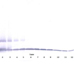 To detect Murine MIP-1-gamma by Western Blot analysis this antibody can be used at a concentration of 0.1-0.2 ug/ml. When used in conjunction with compatible secondary reagents, the detection limit for recombinant Murine MIP-1-gamma is 1.5-3.0 ng/lane, under either reducing or non-reducing conditions.