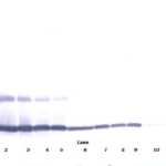 To detect Murine MIP-1-gamma by Western Blot analysis this antibody can be used at a concentration of 0.1-0.2 ug/ml. When used in conjunction with compatible secondary reagents, the detection limit for recombinant Murine MIP-1-gamma is 1.5-3.0 ng/lane, under either reducing or non-reducing conditions.