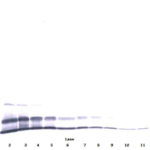 To detect mMIP-2 by Western Blot analysis this antibody can be used at a concentration of 0.1-0.2 ug/ml. Used in conjunction with compatible secondary reagents the detection limit for recombinant mMIP-2 is 1.5-3.0 ng/lane, under either reducing or non-reducing conditions.