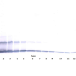 To detect hMIP-3 by Western Blot analysis this antibody can be used at a concentration of 0.1-0.2 ug/ml. Used in conjunction with compatible secondary reagents the detection limit for recombinant hMIP-3 is 1.5-3.0 ng/lane, under either reducing or non-reducing conditions.