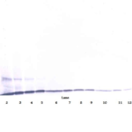 To detect hMIP-3 by Western Blot analysis this antibody can be used at a concentration of 0.1-0.2 ug/ml. Used in conjunction with compatible secondary reagents the detection limit for recombinant hMIP-3 is 1.5-3.0 ng/lane, under either reducing or non-reducing conditions.