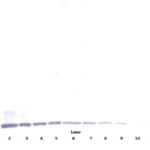To detect Human MIP-3-beta by Western Blot analysis this antibody can be used at a concentration of 0.1-0.2 ug/ml. Used in conjunction with compatible secondary reagents the detection limit for recombinant Human MIP-3-beta is 1.5 - 3.0 ng/lane, under either reducing or non-reducing conditions.