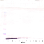 To detect Human MIP-3-beta by Western Blot analysis this antibody can be used at a concentration of 0.1-0.2 ug/ml. Used in conjunction with compatible secondary reagents the detection limit for recombinant Human MIP-3-beta is 1.5 - 3.0 ng/lane, under either reducing or non-reducing conditions.