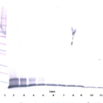 To detect HumanMIP-3-alpha by Western Blot analysis this antibody can be used at a concentration of 0.1-0.2 ug/ml. When used in conjunction with compatible secondary reagents, the detection limit for recombinant Human MIP-3-alpha is 1.5-3.0 ng/lane, under either reducing or non-reducing conditions.