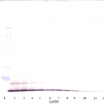 To detect HumanMIP-3-alpha by Western Blot analysis this antibody can be used at a concentration of 0.1-0.2 ug/ml. When used in conjunction with compatible secondary reagents, the detection limit for recombinant Human MIP-3-alpha is 1.5-3.0 ng/lane, under either reducing or non-reducing conditions.