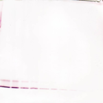 To detect hMIP-4 by Western Blot analysis this antibody can be used at a concentration of 0.1-0.2 ug/ml. Used in conjunction with compatible secondary reagents the detection limit for recombinant hMIP-4 is 1.5-3.0 ng/lane, under either reducing or non-reducing conditions.