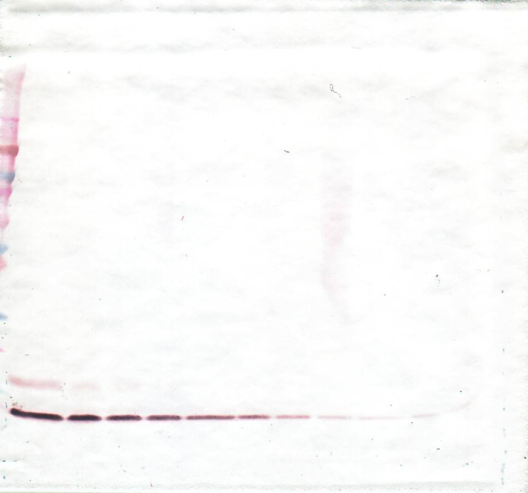 MIP-4 Antibody (biotin)