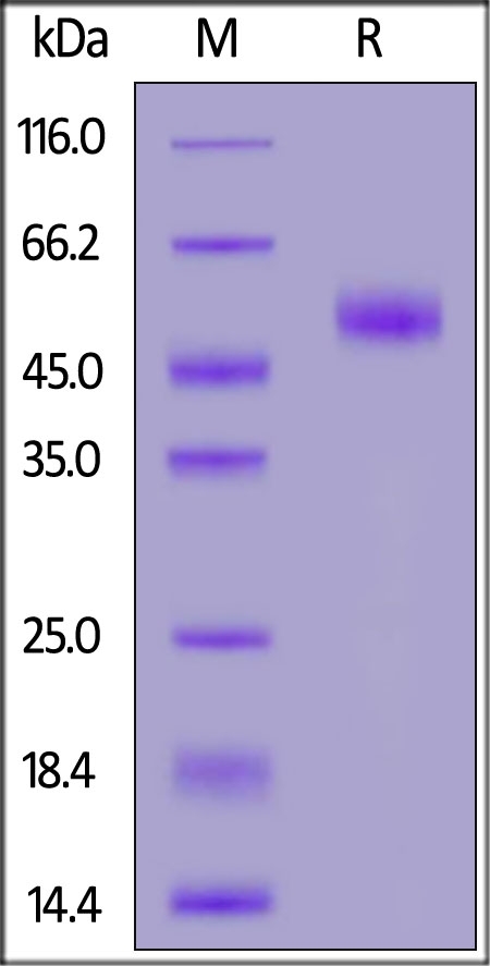 MIS RII Recombinant Protein