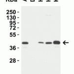 <strong>Figure 2 Western Blot Validation in Human Cell Lines</strong><br>Loading: 15 μg of lysates per lane.Antibodies: MPYS 5269 (1 μg/mL), 1h incubation at RT in 5% NFDM/TBST.Secondary: Goat anti-rabbit IgG HRP conjugate at 1:10000 dilution.