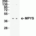 <strong>Figure 3 Western Blot Validation in Human THP-1 Cell Lysate</strong><br>Loading: 15 μg of lysates per lane.Antibodies: MPYS 5269 (Lane 1: 1 μg/mL and Lane 2: 2 μg/mL), 1h incubation at RT in 5% NFDM/TBST.Secondary: Goat anti-rabbit IgG HRP conjugate at 1:10000 dilution.