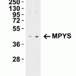 <strong>Figure 4 Western Blot Validation in Mouse A-20 Cell Lysate</strong><br>Loading: 15 μg of lysates per lane.Antibodies: MPYS 5269 (Lane 1: 1 μg/mL and Lane 2: 2 μg/mL), 1h incubation at RT in 5% NFDM/TBST.Secondary: Goat anti-rabbit IgG HRP conjugate at 1:10000 dilution.