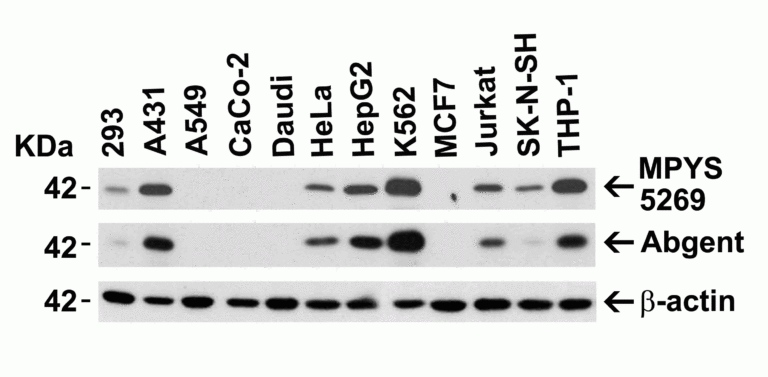 MPYS Antibody