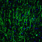 Immunofluorescence of MSI2 in mouse brain tissue with MSI2 Antibody at 20 μg/mL.<br><br>Green: MSI2 antibody (6309) <br> Red: Phylloidin staining<br> Blue: DAPI staining