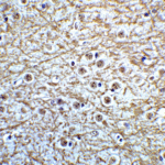 Immunohistochemistry of MSI2 in mouse brain tissue with MSI2 Antibody at 5 μg/mL.