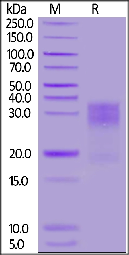 MUC-17 Recombinant Protein