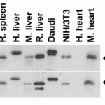 <strong>Figure 6 Animal Species Reactivity</strong><br> Loading: Lysates/proteins at 15 μg per lane.Antibodies: 2125 (2 μg/mL) or 2127 (2 μg/mL). 1 h incubation at RT in 5% NFDM/TBST.Secondary: Goat anti-rabbit IgG HRP conjugate at 1:10000 dilution.