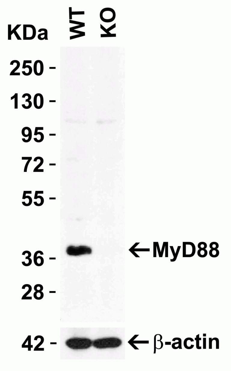 MYD88 Antibody