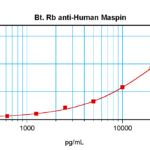 To detect hMaspin by sandwich ELISA (using 100 ul/well antibody solution) a concentration of 0.25 – 1.0 ug/ml of this antibody is required. This biotinylated polyclonal antibody, in conjunction with ProSci’s Polyclonal Anti-Human Maspin (38-244) as a capture antibody, allows the detection of at least 0.2 – 0.4 ng/well of recombinant hMaspin.