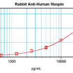 To detect hMaspin by sandwich ELISA (using 100ul/well antibody solution) a concentration of 0.5 - 2.0 ug/ml of this antibody is required. This antigen affinity purified antibody, in conjunction with ProSci’s Biotinylated Anti-Human Maspin (38-278) as a detection antibody, allows the detection of at least 0.2 - 0.4 ng/well of recombinant hMaspin.