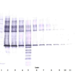 To detect hMaspin by Western Blot analysis this antibody can be used at a concentration of 0.1 - 0.2 ug/ml. Used in conjunction with compatible secondary reagents the detection limit for recombinant hMaspin is 1.5 - 3.0 ng/lane, under either reducing or non-reducing conditions.