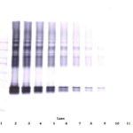 To detect hMaspin by Western Blot analysis this antibody can be used at a concentration of 0.1 - 0.2 ug/ml. Used in conjunction with compatible secondary reagents the detection limit for recombinant hMaspin is 1.5 - 3.0 ng/lane, under either reducing or non-reducing conditions.