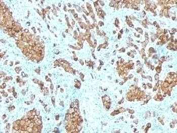 Melan-A Antibody [SPM342]